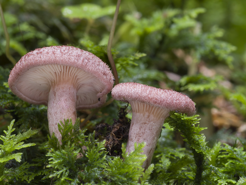 Lactarius spinosulus